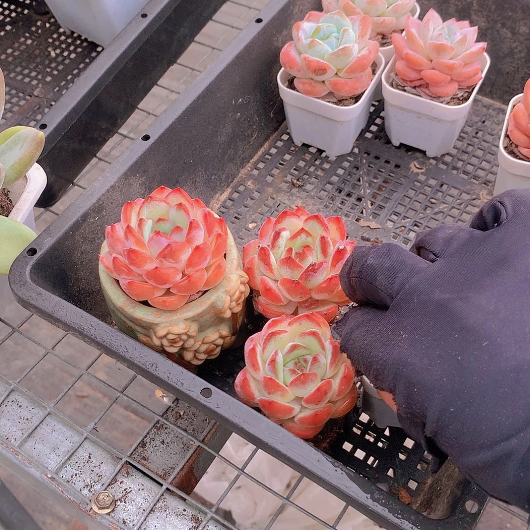 草莓杏仁345678899900