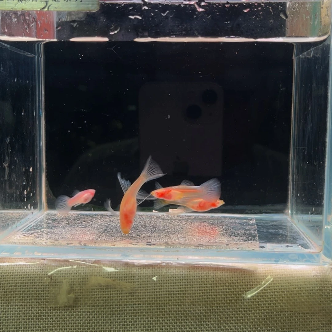 孔雀鱼绣球玻璃c