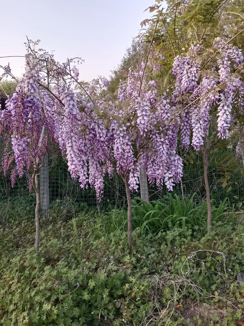 花酷天紫藤树苗爬藤植物攀援花卉紫藤花苗庭院阳台盆地栽海棠吊兰