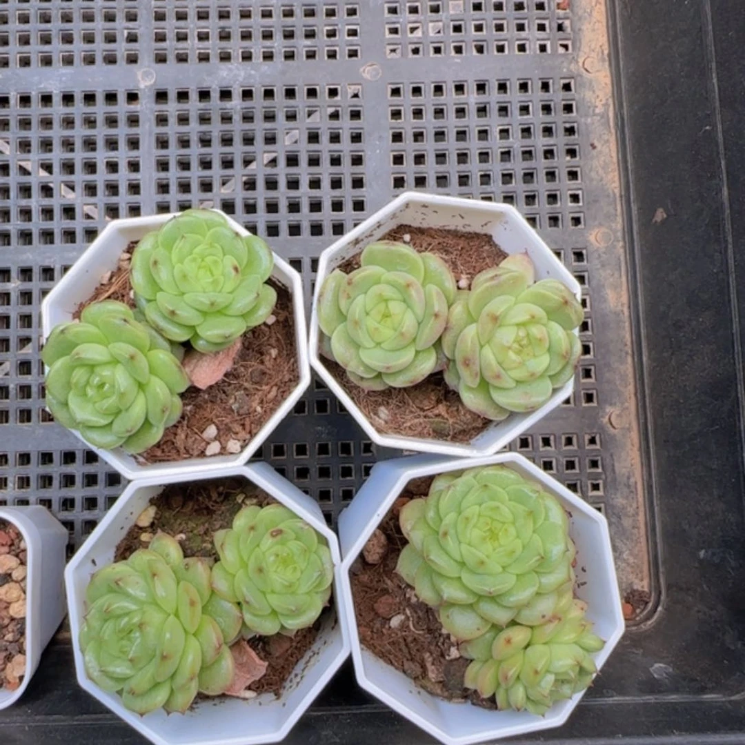 双头灯泡珍妮正版一颗