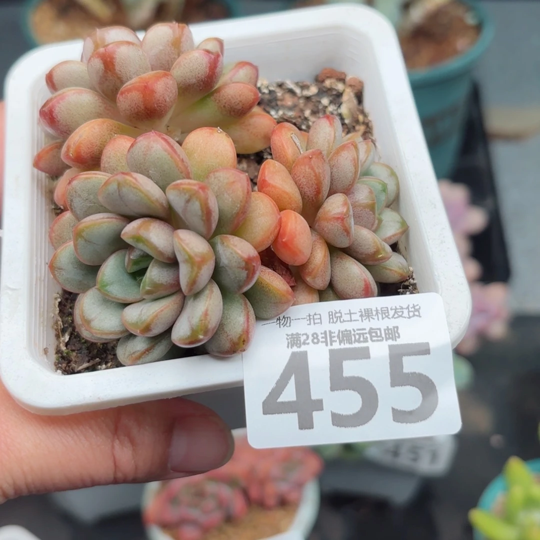 葡萄老桩无盆土发货