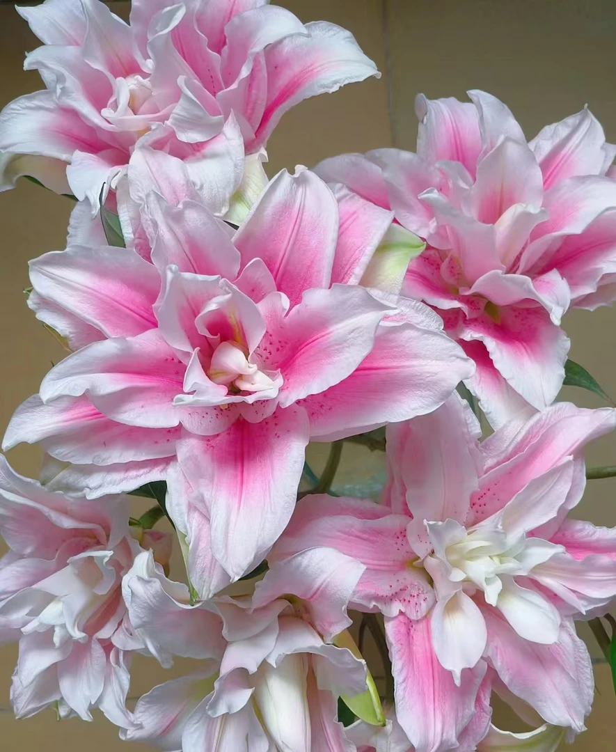【伊莎贝拉重瓣百合】云南鲜花基地直发两单升级顺丰/德邦空运