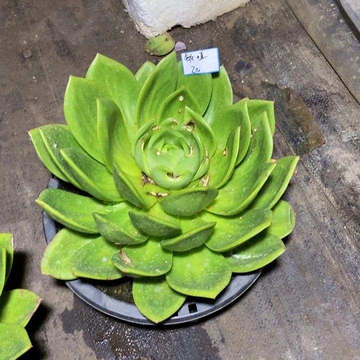 敏***咡一物一拍一物一拍