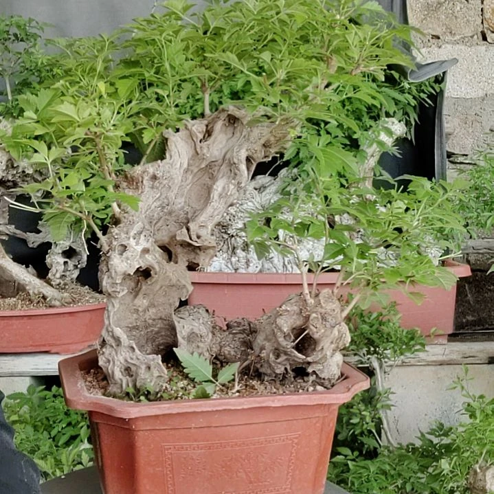 .***铺脱盆脱土发货
