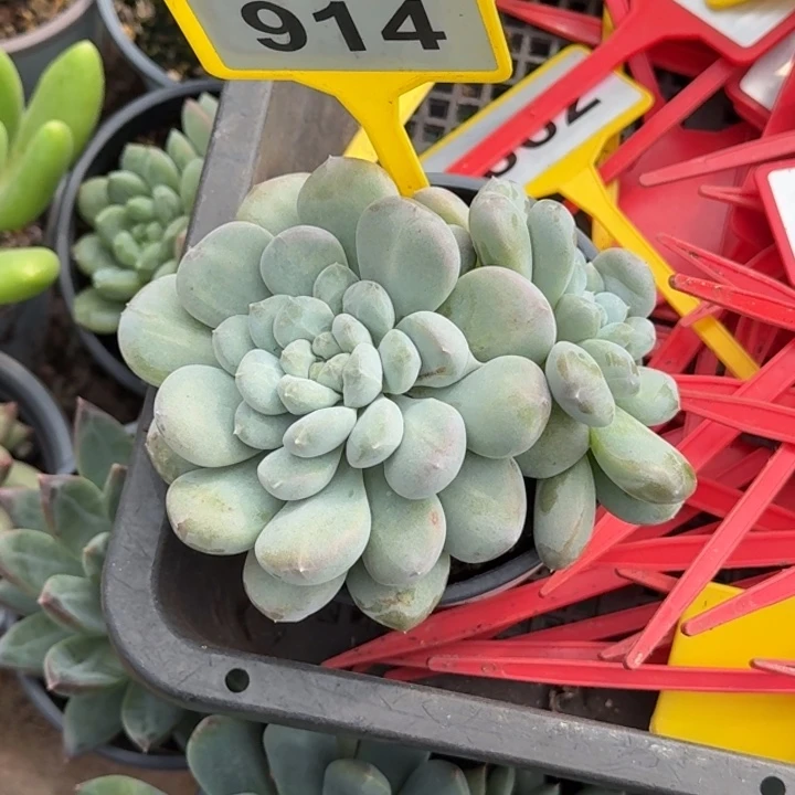 多肉植物菩提子914