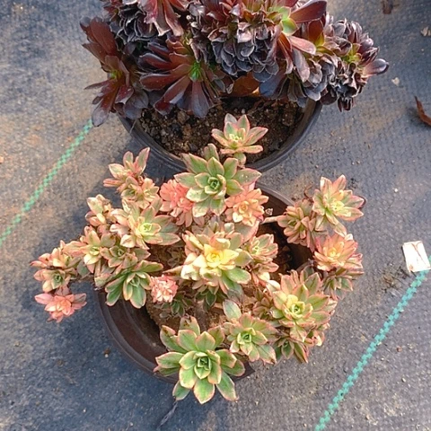 983法师2棵多肉植物