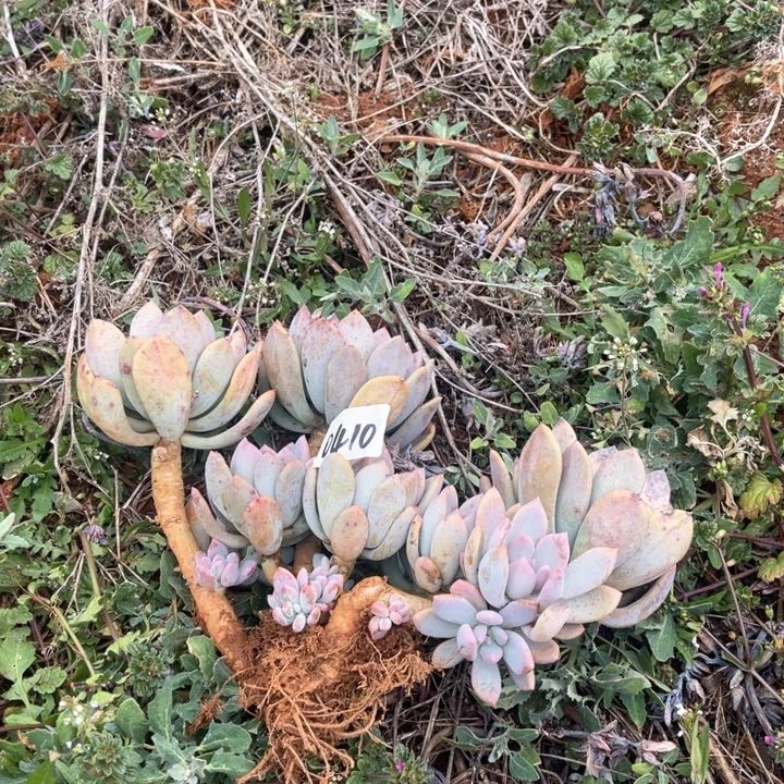 如*0410灰姑娘CC多肉