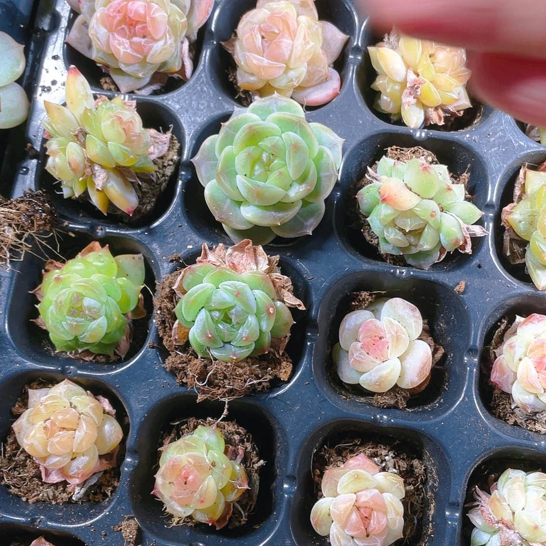 绿体5号糖心穴一个满25包邮