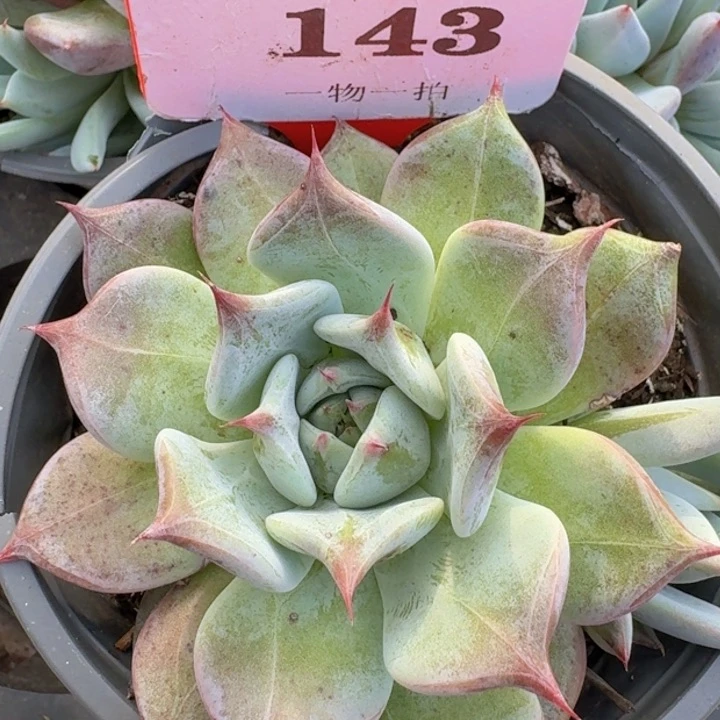 卡杂143多肉植物