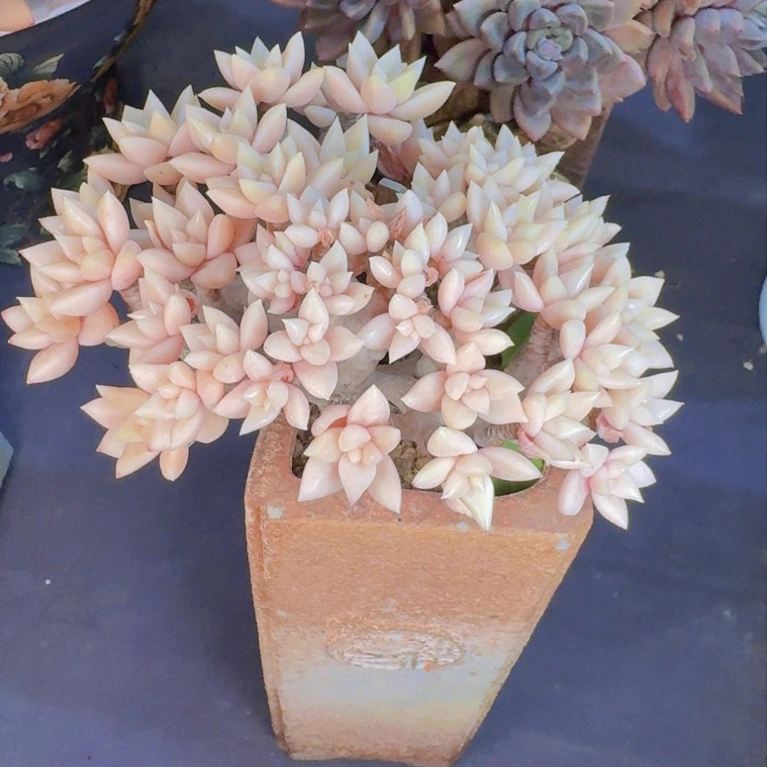 用****2多肉植物的生长发育