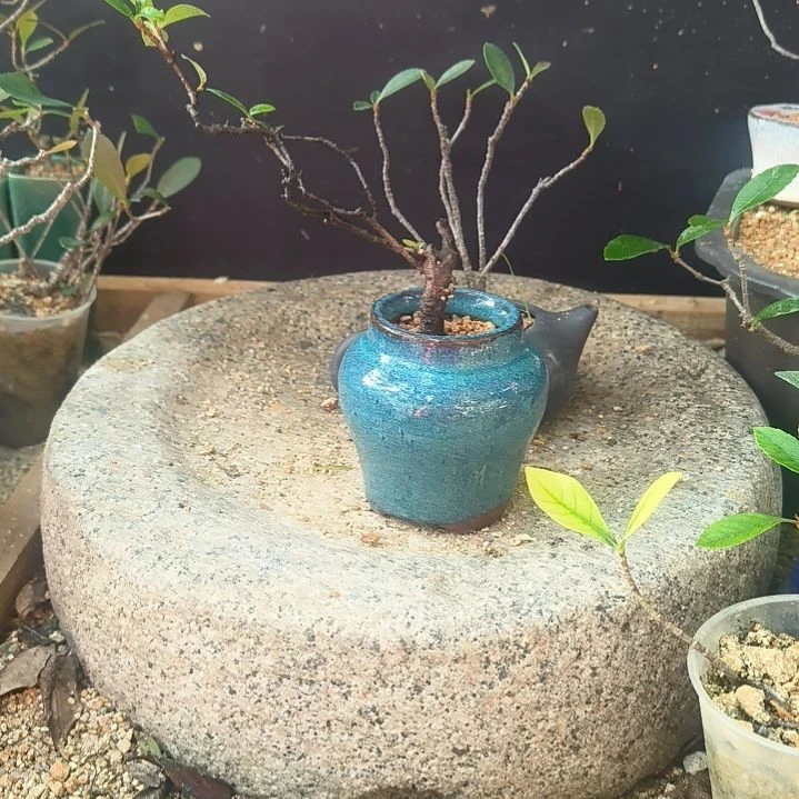 老****无花朵海岛春花