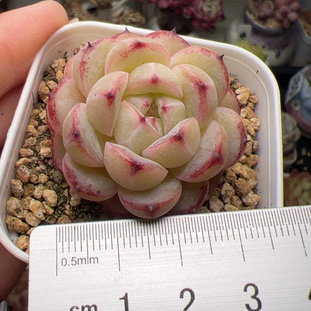 406 多肉植物组合盆栽