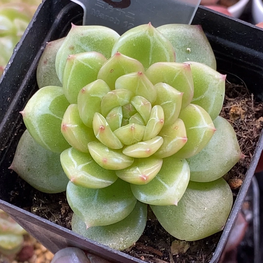 天官赐福百无禁忌