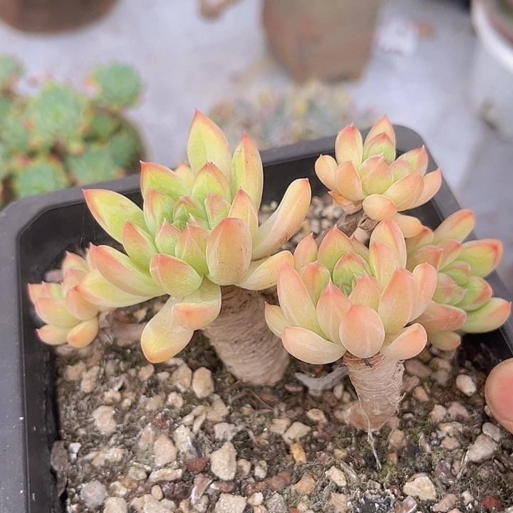 星际迷航1012多肉植物