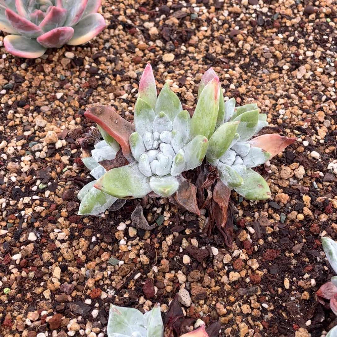 厚叶花朵杂交福利粗桩