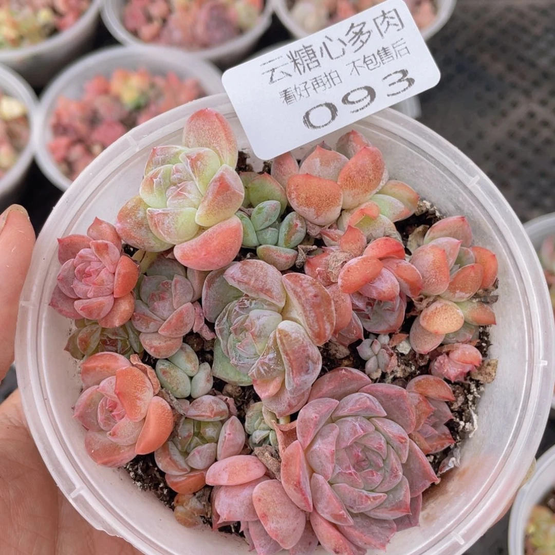 云糖心多肉植物93