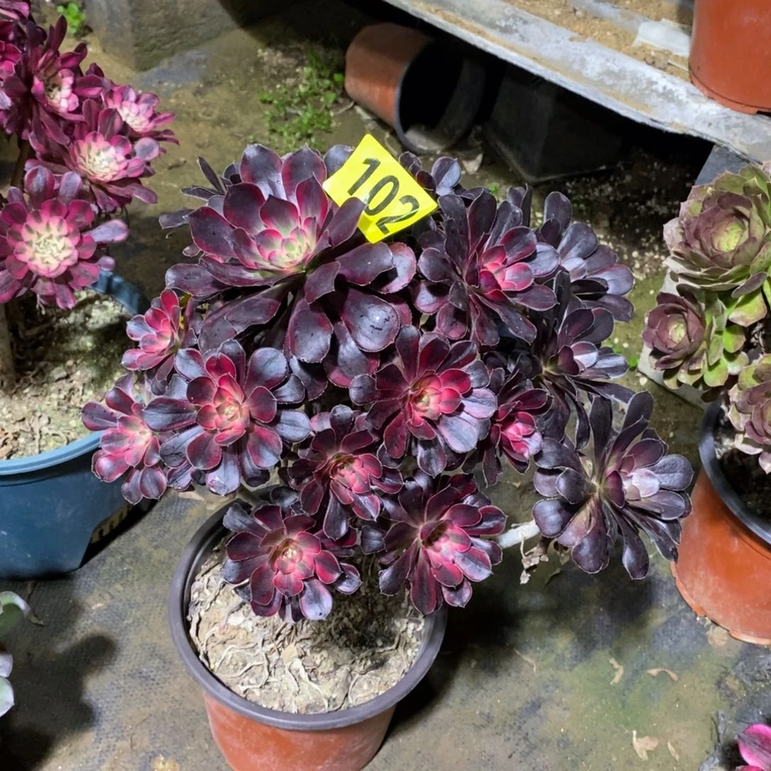 花蝴蝶多肉法师102