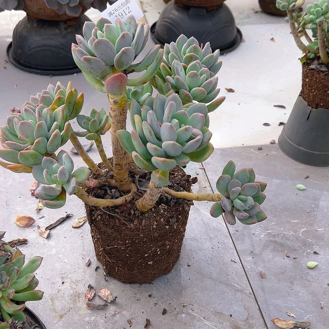 Z***Z1912灰姑娘多肉植物多肉