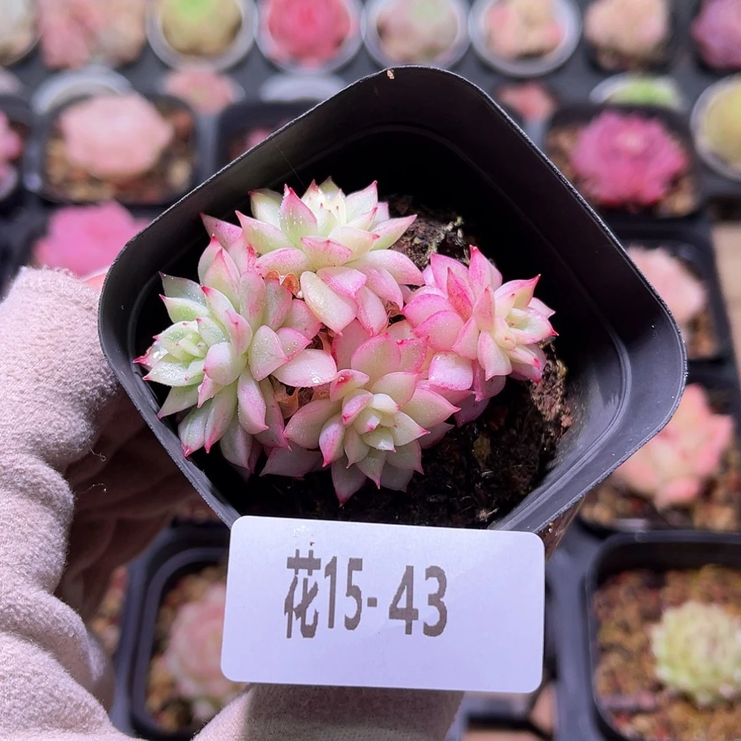 花利美15-43女雏锦