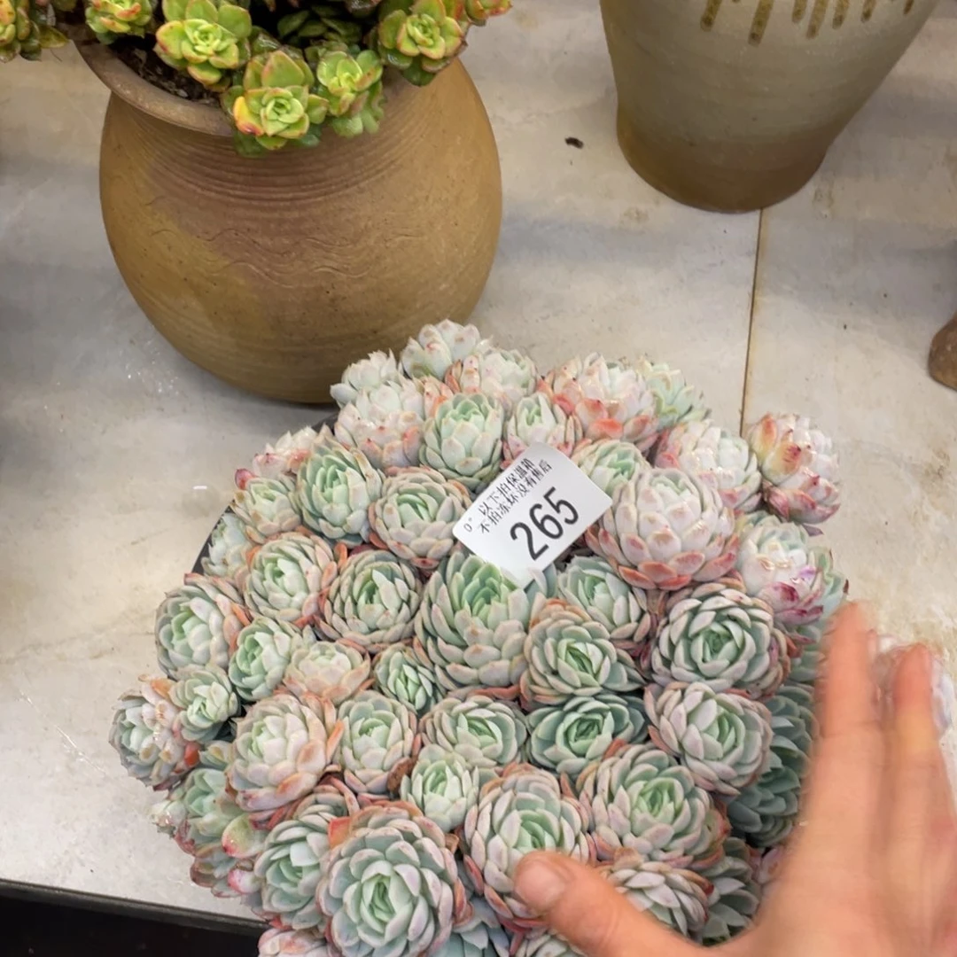 黑大帅多肉265冰美