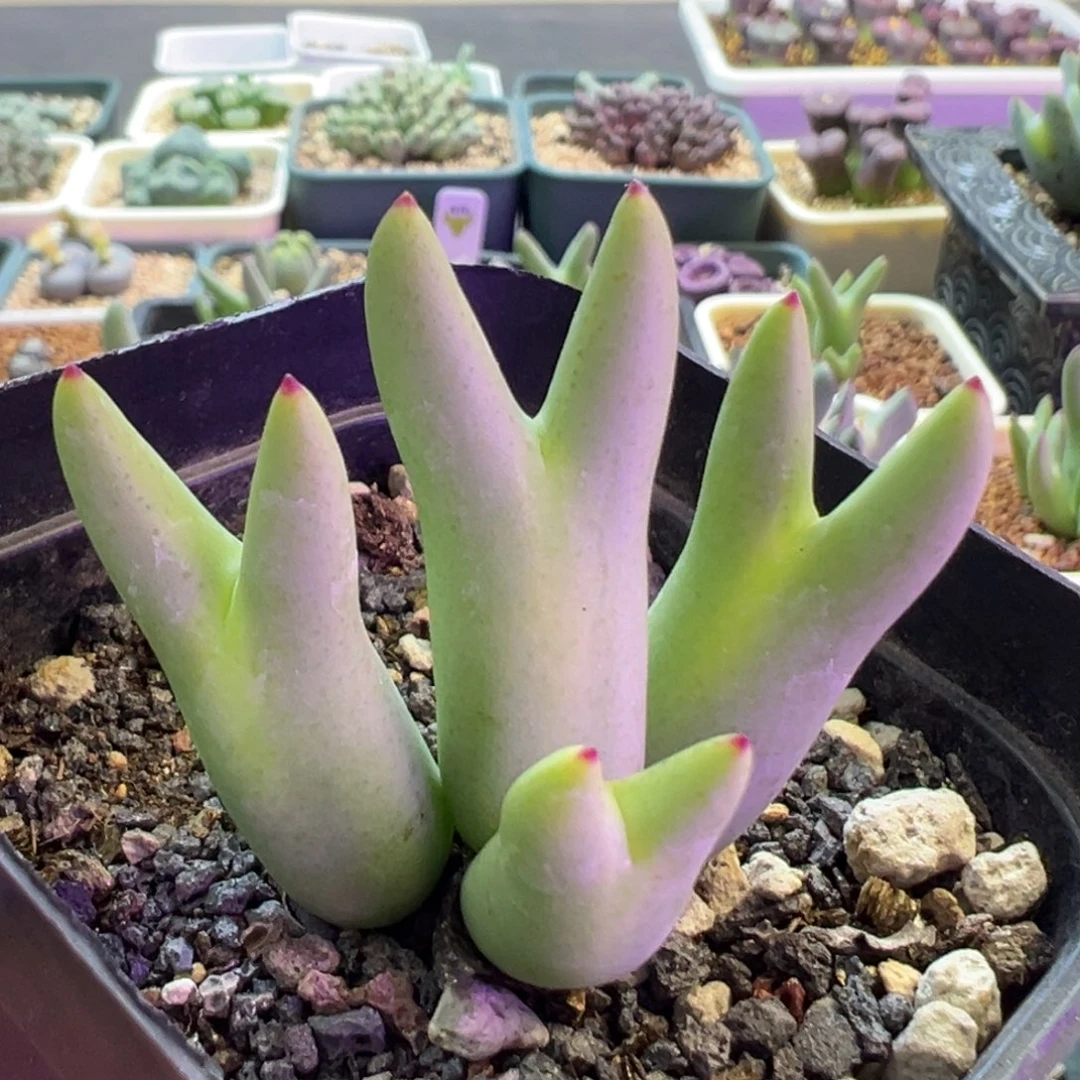 b***u专拍专拍 肉锥植物