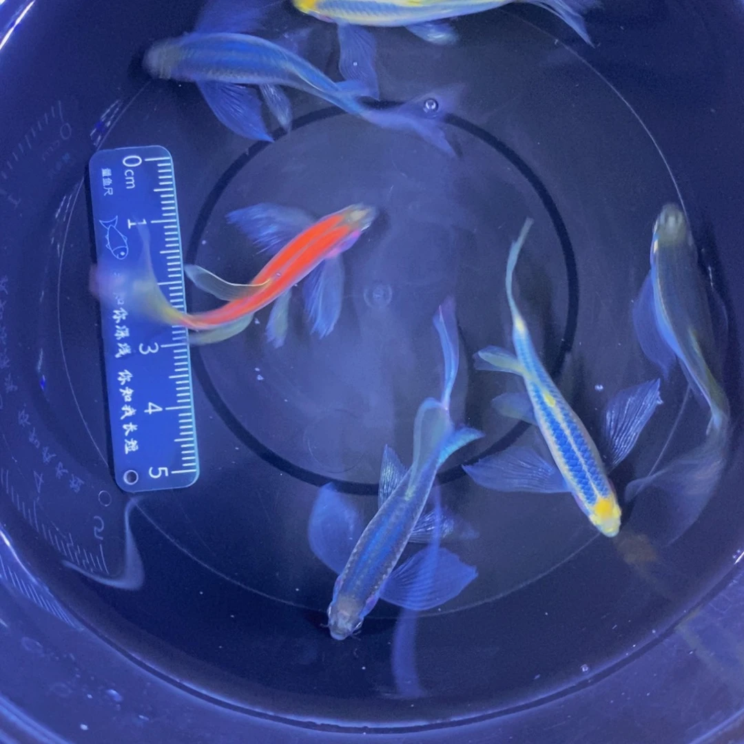 斑马鱼蝶翼斑马自选6条暗黑系