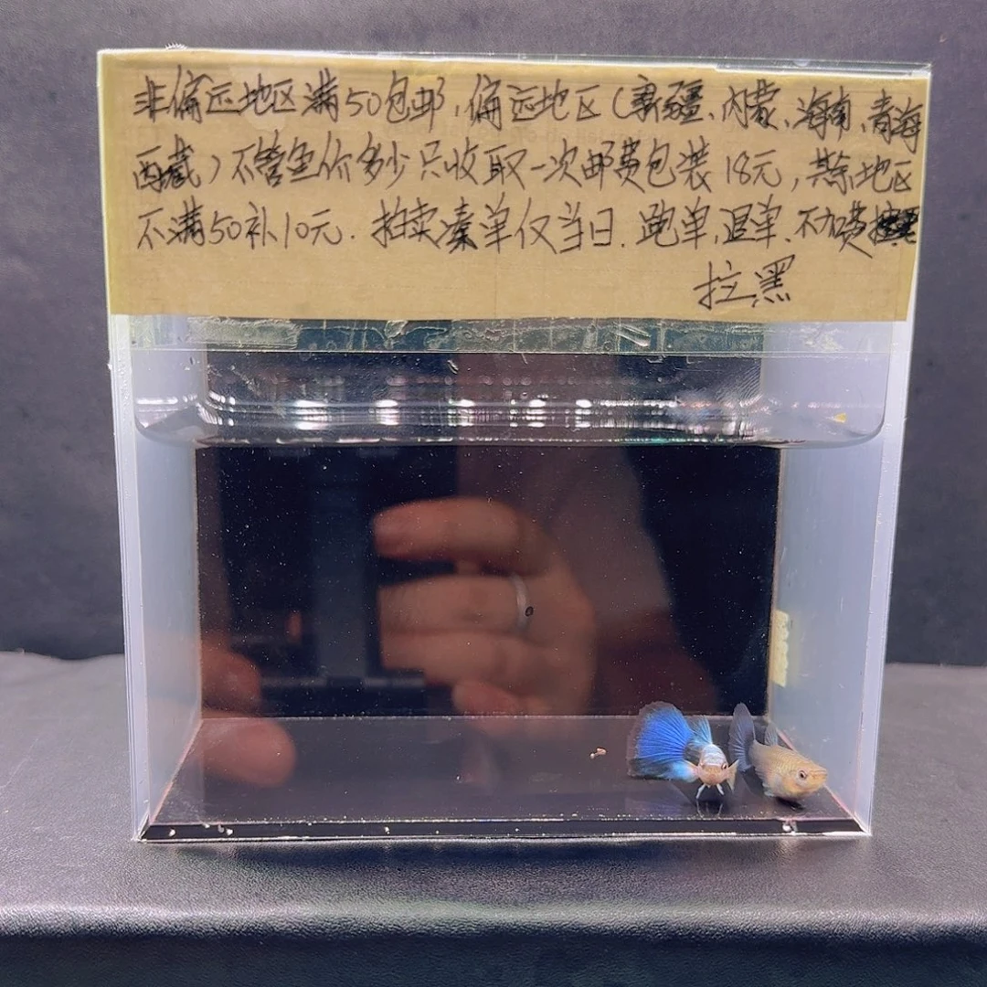 孔雀鱼蓝礼服欧翼飞船一对