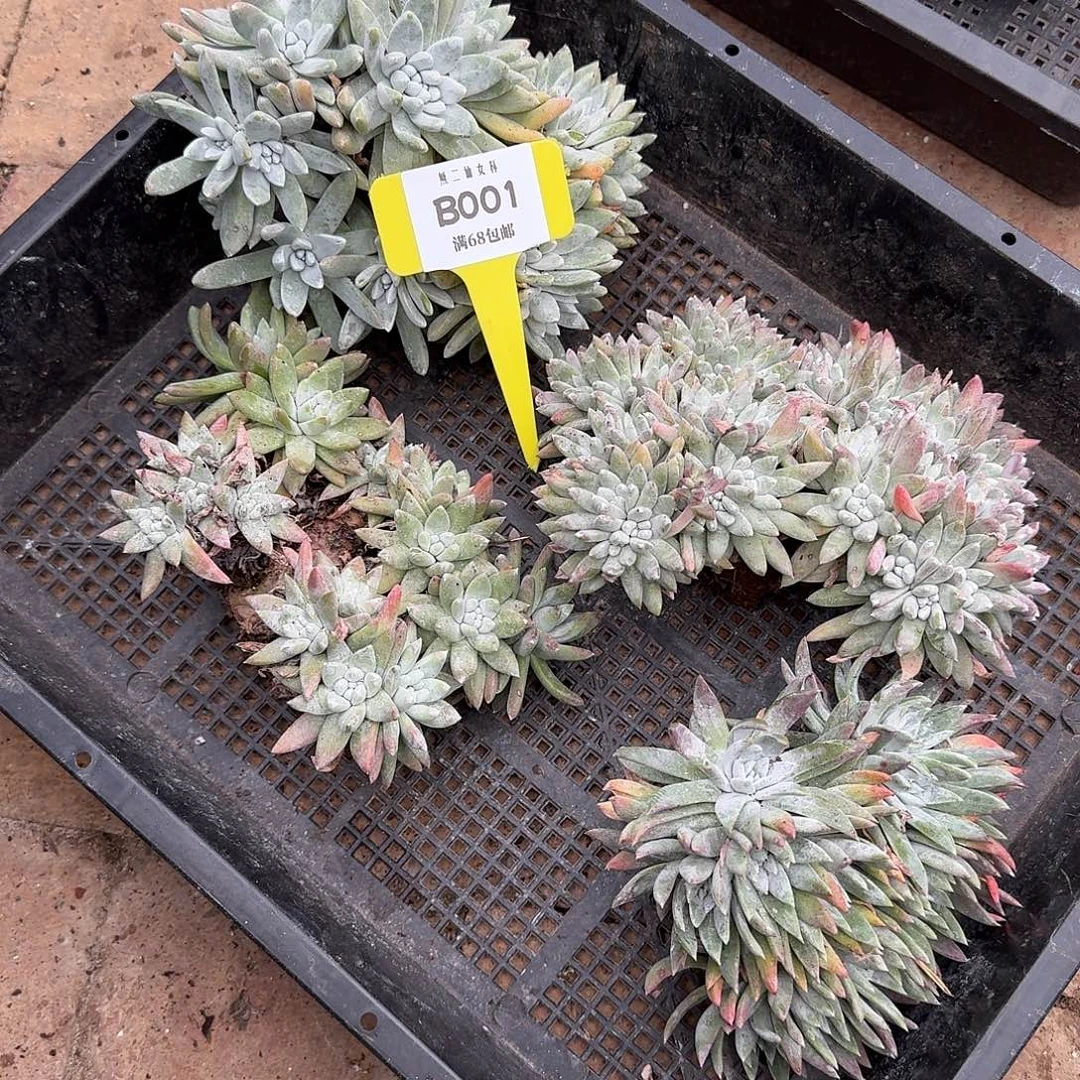 雨***）多肉植物仙女杯B001