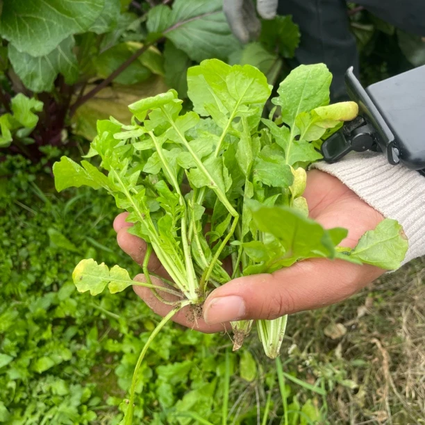 湖南野菜系列(荠菜)