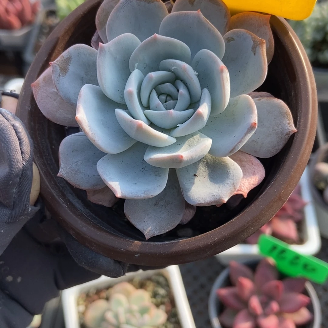 728白茶多肉植物多肉