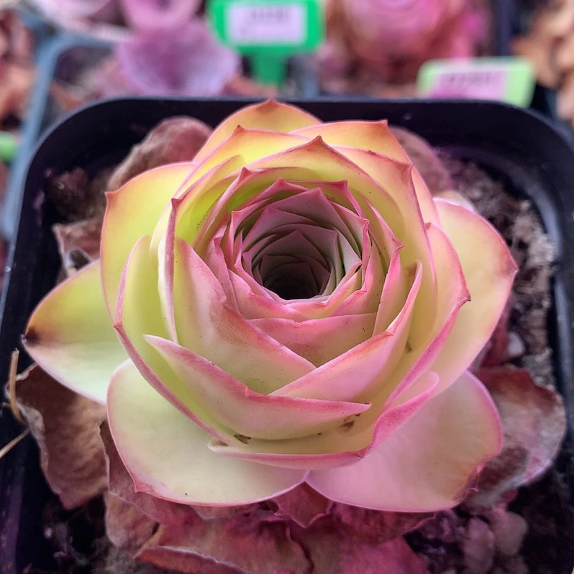 【闪购商品】姹紫嫣红567