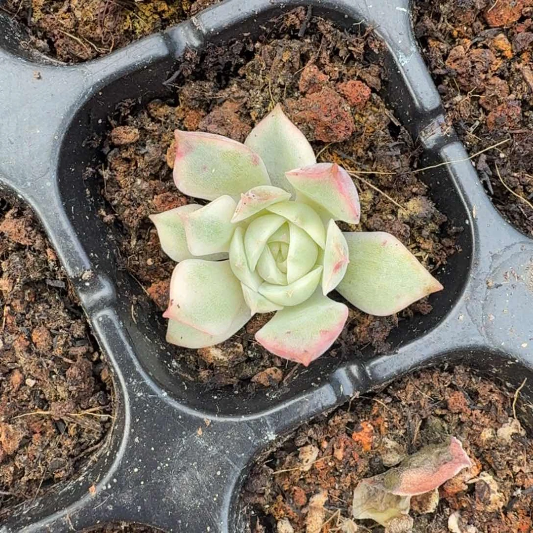 粉水晶锦腹轮锦一刻的