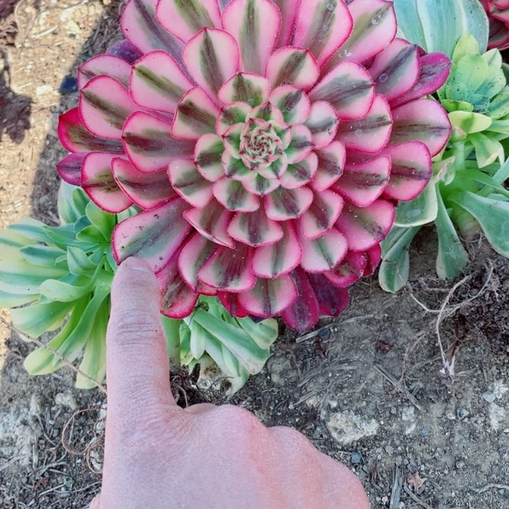 白月光大单头发货