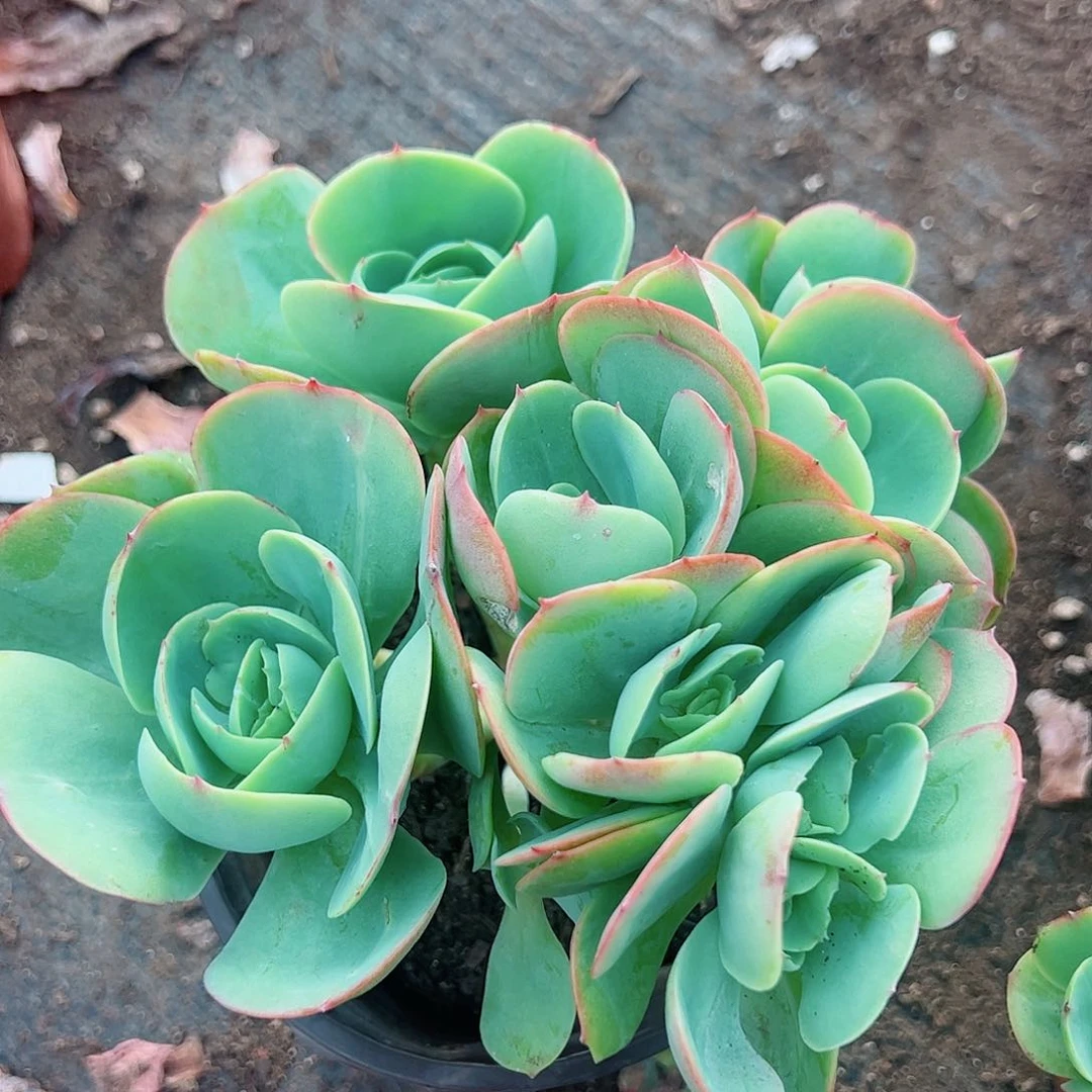 鸡蛋碧桃五头起发