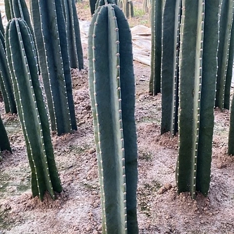 锌**读60+70+80公分左右量天尺脱土发货