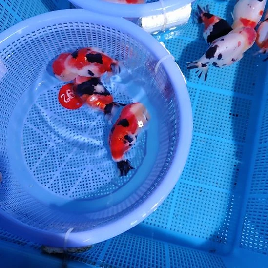 g***e金鱼092兰寿三只特价顺丰包邮