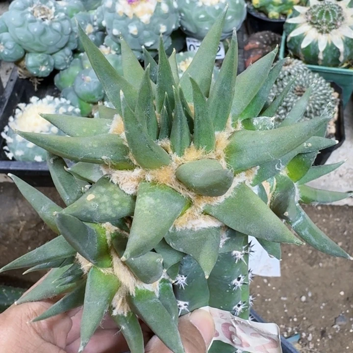 福利苗接大龙牙562