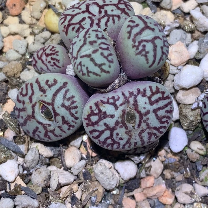 精品多肉植物墨小锥