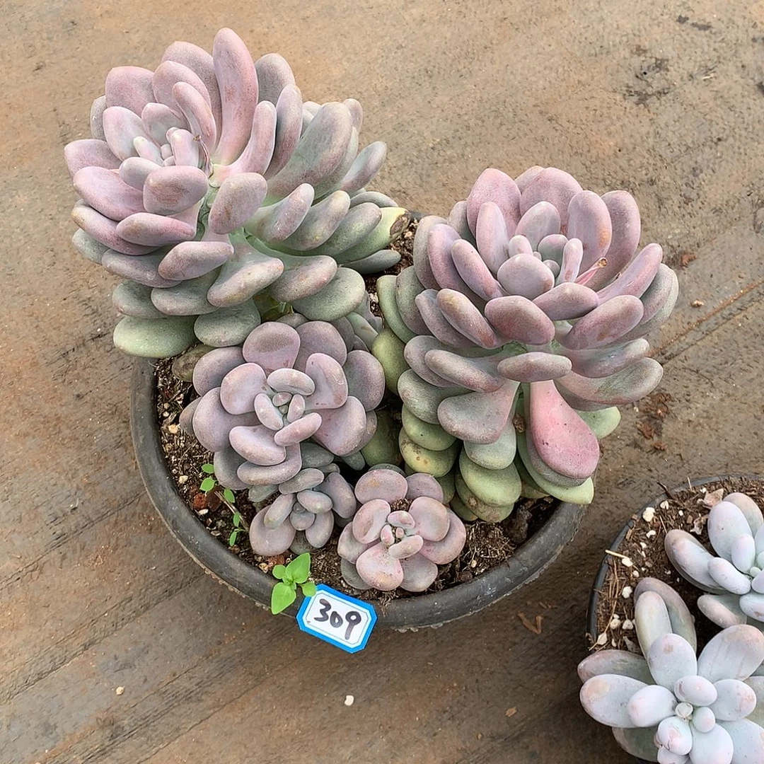 309月美人 一物一拍多肉