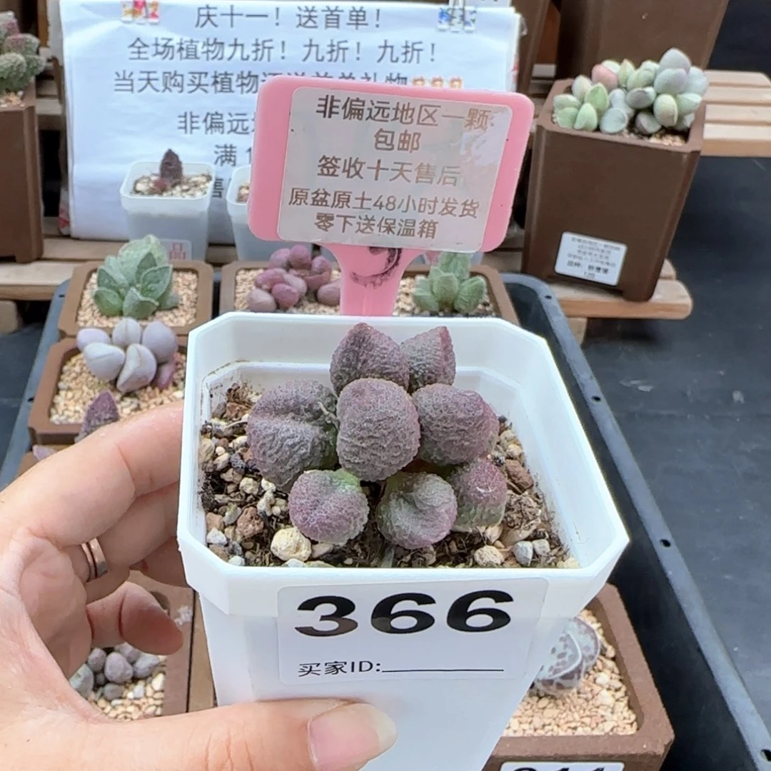366水蜜桃多肉植物