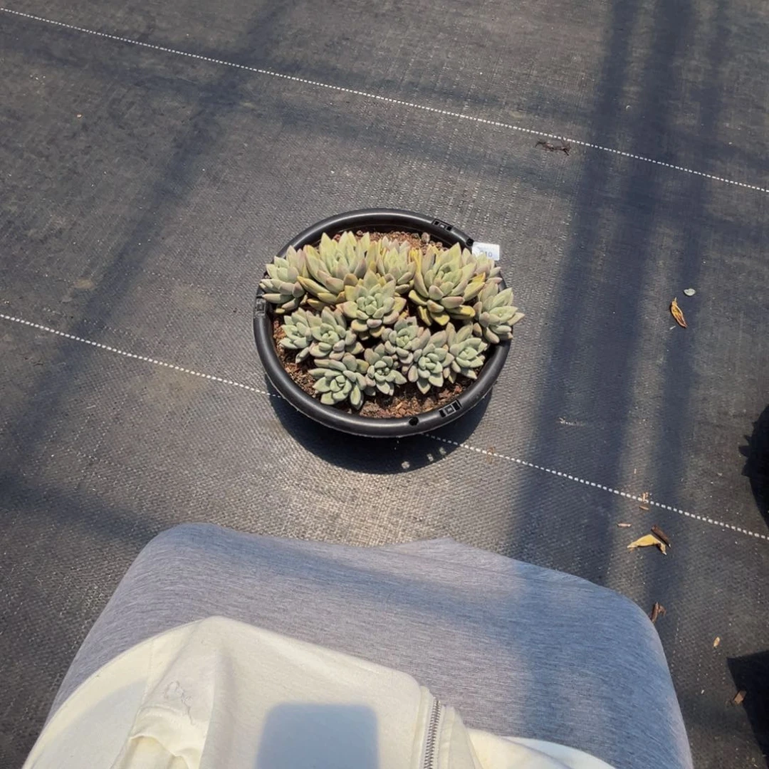 用***1c10赫本露丝群生呀呀呀