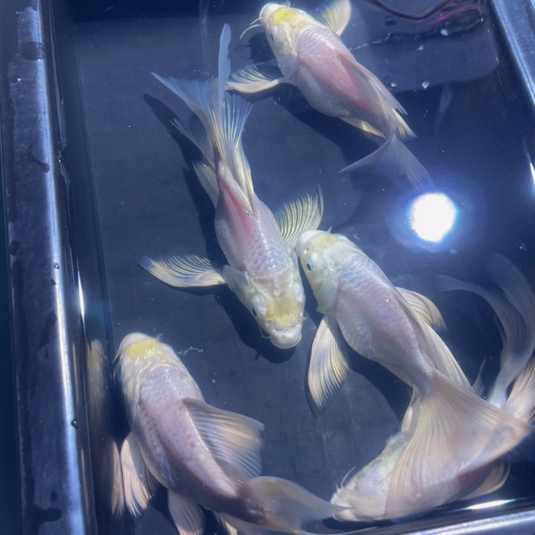 D***i蝴蝶鲤精品台系贵妃蝴蝶鲤4（送2条微瑕）