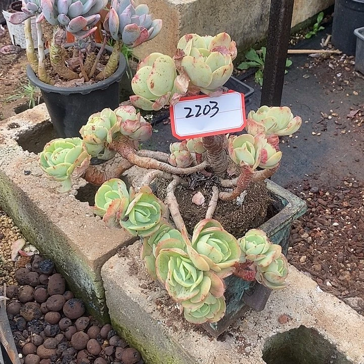 冷***冰2025-2203鸡蛋碧桃