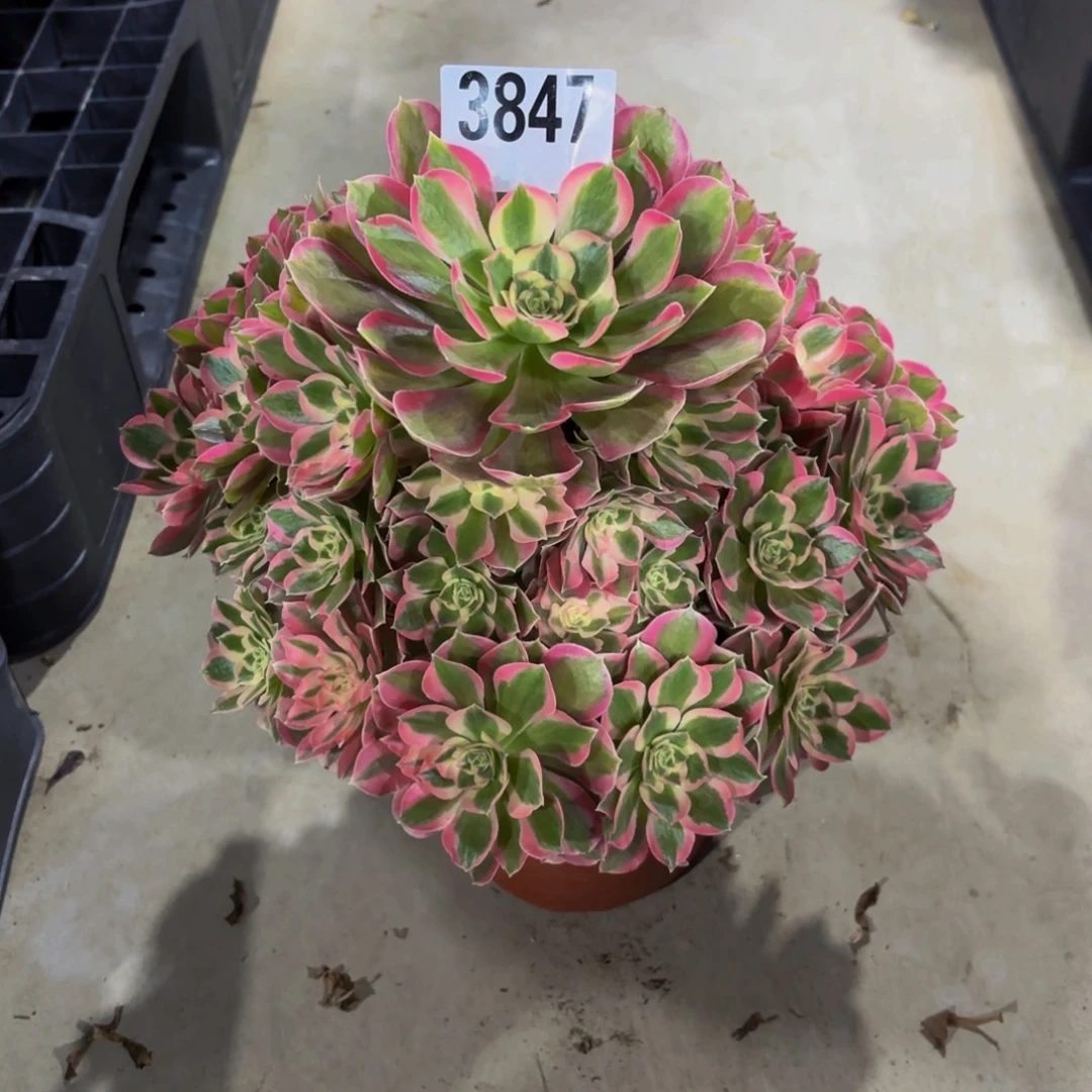 无花朵3847二代妖月1111111