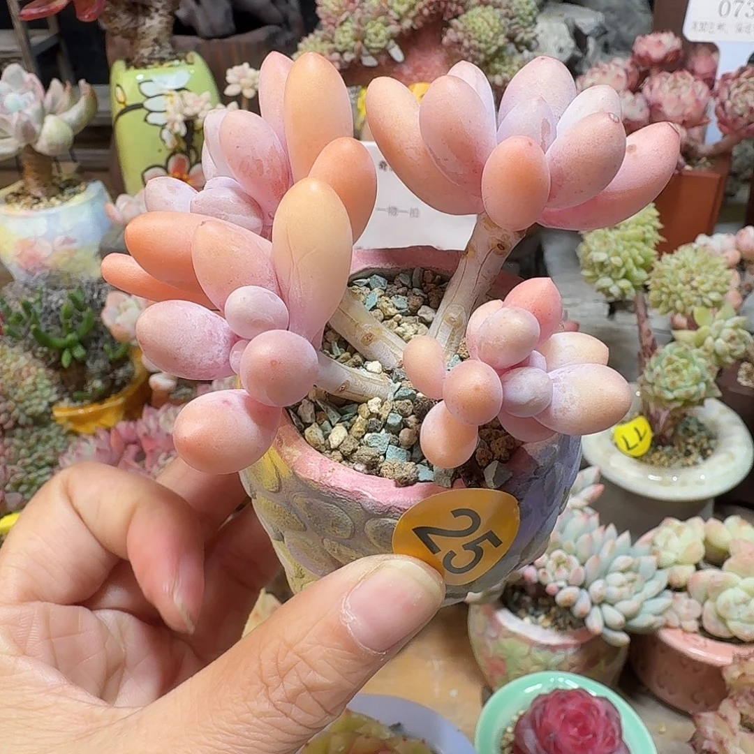 25 多肉含盆土 30元包邮非偏远