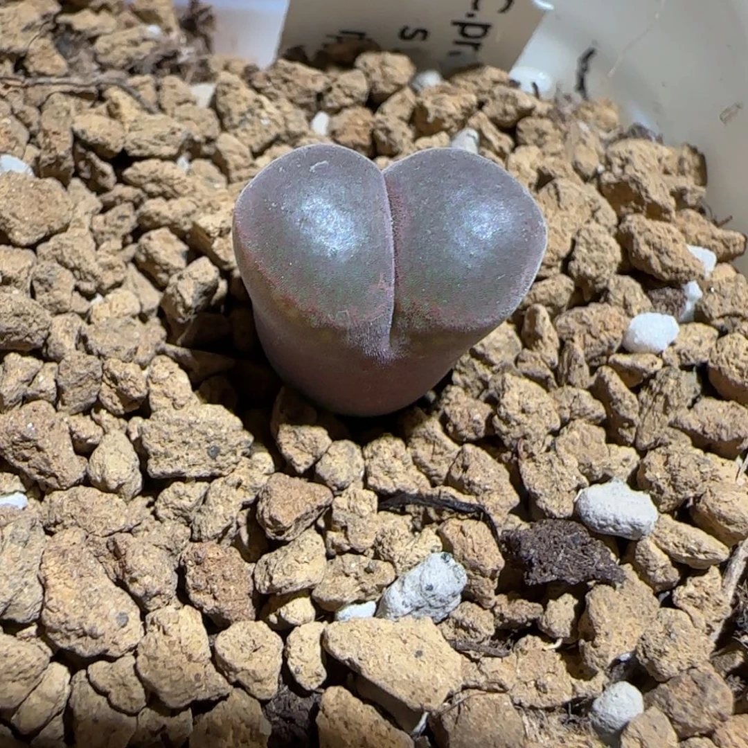 肉锥多肉植物组合-帕法德836