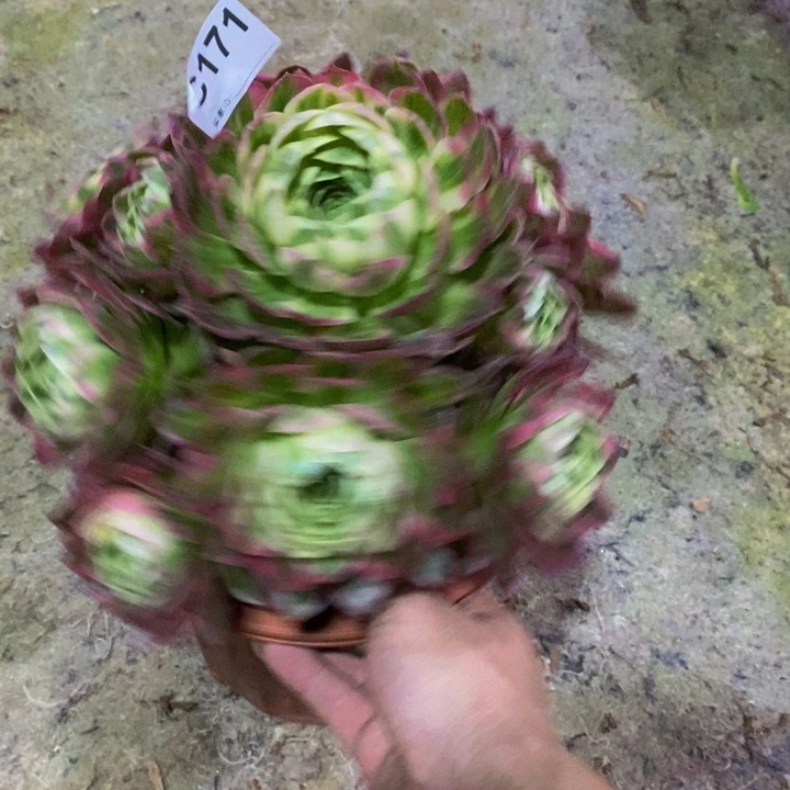 摩**啡海王多肉植物171