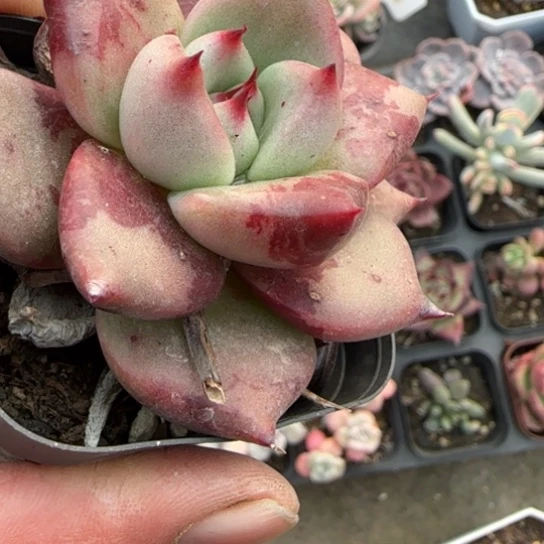 64红颜蜜语多肉植物多