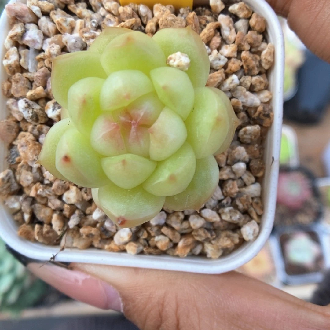 h***）灯泡珍妮550号。