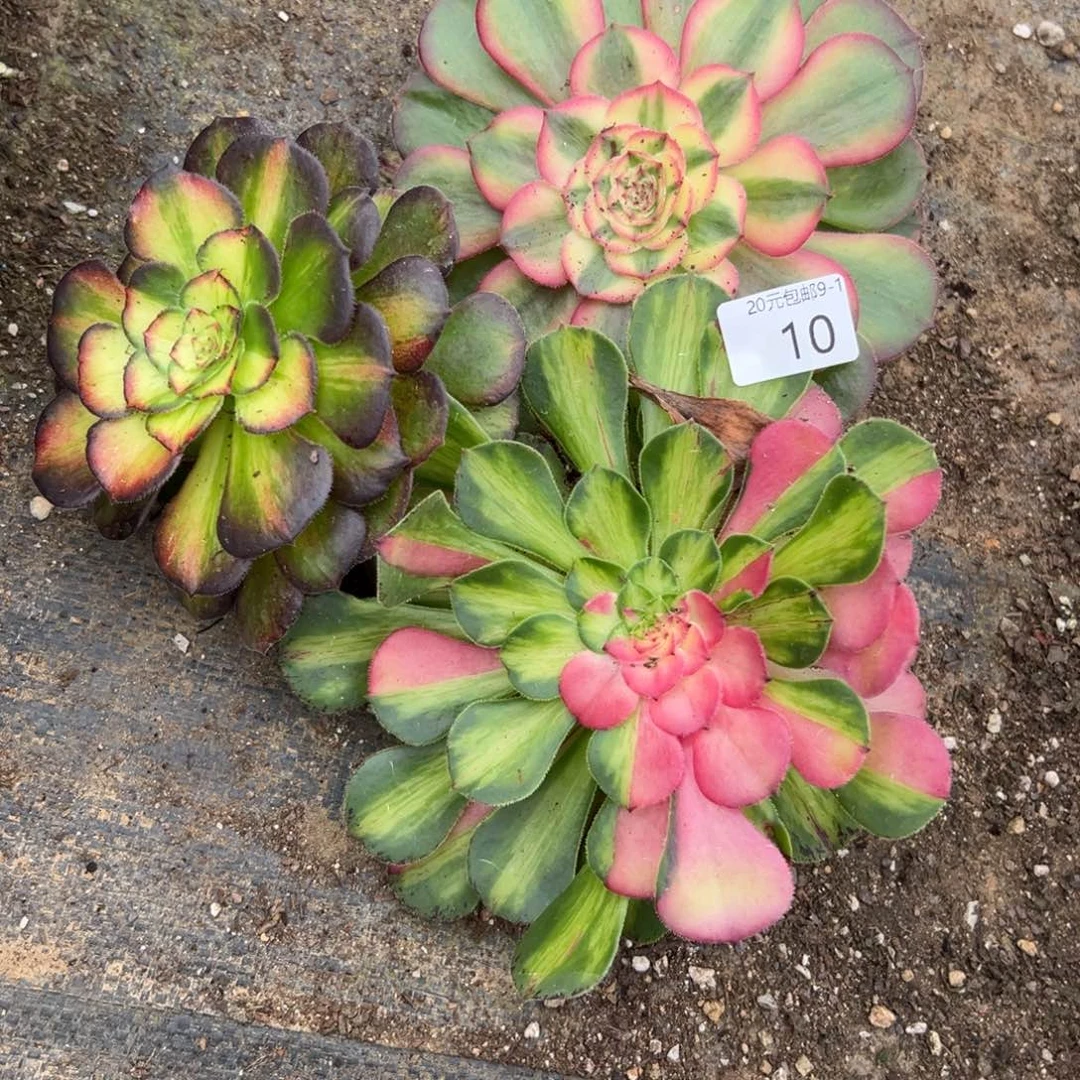 10知否荔枝海王七彩多肉20